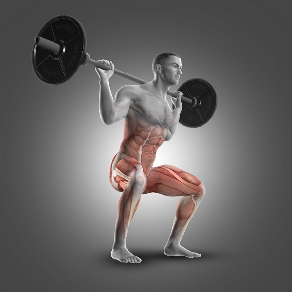 근육의 사용범위를 표현한 스쿼트 아나토믹 ( 출처 / 프리픽 )