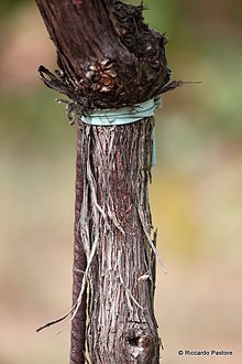 ▲ 미국 포도나무 뿌리에 유럽 포도나무 뿌리를 접붙이기한 묘목(출처:위키피디아)