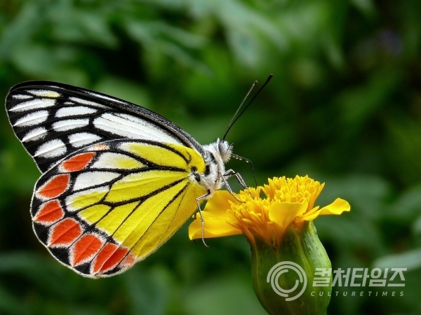 호접지몽 : 나비가 되어 날아다니는 꿈을 꾸다 깬 장자가 ‘사람이 나비가 된 꿈을 꾼 것인지, 나비가 사람이 되는 것을 꿈꾸는 것인지 헤아릴 수 없다’는 아이러니한 철학적 고민 (출처/pixabay)